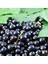 Tüplü Aromatik Siyah Frenk Üzümü Fidanı Meyve Verme Durumunda 1