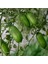 Tüplü Nadir Finger Lime Parmak Limon Fidanı (10-30 Cm) 1