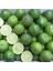 Tüplü Aşılı Nadir Meksika Lime Çekirdeksiz Limon Fidanı 1