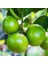 Tüplü Aşılı Lime Quat Çekirdeksiz Limon Fidanı 1