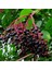 Tüplü Sambucus Nigra Kara Mürver Fidanı (3 Yaş) 1