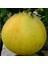 Tüplü Aşılı Ağaç Kavunu Şadok Pomelo Fidanı 1