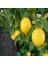 Tüplü Aşılı Evde Yetişebilen Mayer Limon Fidanı (150-200 Cm) 1