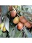 Tüplü Anadolu Iğde Elaeagnus Angustifolia (Rus Zeytini)‏ Fidanı 1