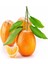 Tüplü Aşılı Aromalı Primasol Mandalinası Fidanı 1