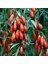 Tüplü Kırmızı Goji Berry Kurt Üzümü Fidanı (10 Adet) 1