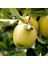 Tüplü Aşılı Yarıbodur Verimli Aromatik Golden Elma Fidanı 1