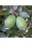 Tüplü Aromatik Feijoa Kaymak Ağacı Fidanı 1