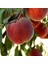Tüplü Aşılı Aromalı Vista Rich Şeftali Fidanı 1
