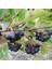 Tüplü Doğal Siyah Aronya Aronia Chokeberry Fidanı (15-20CM) 1