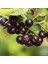 Tüplü Amit Aronya (Aronia) Rus Yaban Mersini Fidanı 1