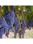 Tüplü Şaraplık Merlot Üzüm Fidanı 1