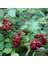 Tüplü Wineberry Japon Böğürtleni Şarap Ahududu Fidanı 1