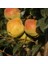 Tüplü Aşılı Aromatik Kieffer (Margarit Marillat) Armut Fidanı 1