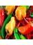 Meksika Extreme Acı Jalapone Biber Fidesi (5 Adet) 3