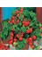 Saksılık Bonsai Çeri Domates Fidesi (5 Adet) 1