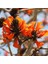 Özel Çeşit Mercan Ağacı Erythrina Caffra 3 tohum 1