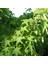 Tüplü Sığla Ağacı (Liquidambar Styraciflua Foliage) Fidanı 1