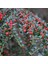 Tüplü Dağ Muşmulası Taş Elması Cotoneaster Fidanı 1