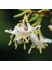 Tüplü Yoğun Kokulu Lonicera Fragrantissima Kış Hanım Eli Fidanı 1