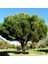Tüplü (Pinus Pinea) Fıstık Çamı Fidanı 1