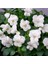 White Cornuta Violet Menekşe Çiçeği 100 tohum 1
