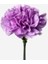 Chabaud Violet Katmerli Karanfil Çiçeği 70 tohum 1