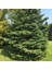 White Spruce Beyaz Ladin 10 tohum 1