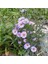 Clear Mavi Renkli Erigeron Çiçeği 50 tohum 1