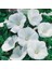 Lavatera Trimestris Regis Pure White Pamuk Çiçeği 50 tohum 1