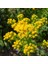 Stiff Goldenrod Çiçeği 100 tohum 1