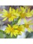 Solidago Çiçeği 100 tohum 1