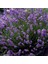 Lavandula Angustifolia Lavanta Çiçeği 25000 tohum 1