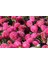 Pompon Beacon Aster Çiçeği 50 tohum 1