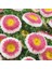 Pompon HiNoMaru Aster Çiçeği 50 tohum 1