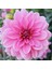 Pompon Rose Aster Çiçeği 50 tohum 1
