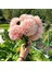 Paeony Duchesse Kayısı Renginde Pompon Aster Çiçeği 50 tohum 1