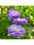 Pompon Mor Renkli Moon Aster Çiçeği 50 tohum 1