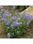 Light Blue Campanula Çan Çiçeği 100 tohum 1