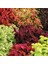 Karışık Renkli Kolyos Coleus Yaprak Güzeli Çiçeği 100 tohum 1