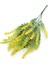 Limonium Sinuatum Deep Yellow Deniz Lavantası 30 tohum 1