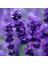 Limonium Sinuatum Deep Blue Deniz Lavantası 30 tohum 1