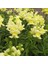 Sarı Aslanağzı Antirrhinum Braun-blanquetii 20 tohum 1