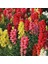Antirrhinum Rainbow Mixed Karışık Aslanağzı Çiçeği 200 tohum 1