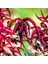 Kırmızı Renkli Red Spike Amaranthus Çiçeği 50 tohum 1