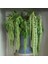 Amaranthus Caudatus Çiçeği 50 tohum 1