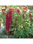 Sarkan Kırmızı Renkli Amaranthus Horoz İbiği Çiçeği 1500 tohum 1