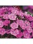 Keskin Pembe Dianthus Çiçeği 50 tohum 1
