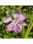 Püsküllü Pembe Pink Dianthus Çiçeği 50 tohum 1