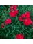 Dianthus Superbus Kırmızı Renkli Kokulu Karanfil Çiçeği 100 tohum 1